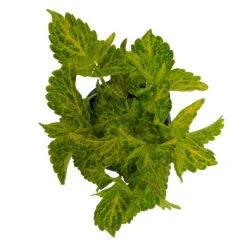 Buntnessel 'River Walk', 6er-Set, Hellgrün-dunkelgrün, Topf 12 Cm Ø -Die grüne Ecke 0610180191 Solenostemon scut T12 River Walk 6er Set 4 93137