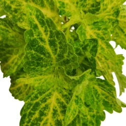 Buntnessel 'River Walk', 6er-Set, Hellgrün-dunkelgrün, Topf 12 Cm Ø -Die grüne Ecke 0610180191 Solenostemon scut T12 River Walk 6er Set 6 93136