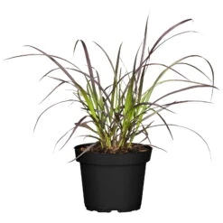 Rotes Lampenputzergras 'Rubrum', Topf-Ø 12 Cm, 3er-Set -Die grüne Ecke 0610180224 0610180228 Pennisetum advena Rubrum Set 1 89739