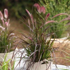 Rotes Lampenputzergras 'Rubrum', Topf-Ø 12 Cm, 3er-Set -Die grüne Ecke 0610180224 0610180228 Pennisetum advena Rubrum Set 3 89738