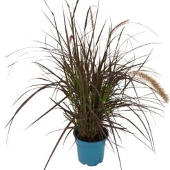 Rotes Lampenputzergras 'Rubrum' Rot, Einjährig, Topf-Ø 19 Cm, 2er-Set -Die grüne Ecke 0610180240 Pennisetum advena Rubrum T19 2er Set WS 2 94966