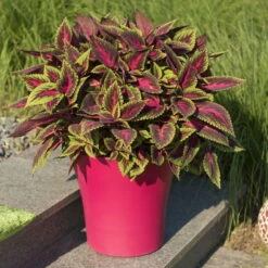 Buntnessel 'Ruby Road' Dunkelviolett-pink-grün, Topf-Ø 12 Cm, 6er-Set -Die grüne Ecke 0610180250 Solenostemon scut T12 Ruby Road 6er Set WS 2 93220