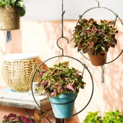 Buntnessel 'Ruby Road' Dunkelviolett-pink-grün, Topf-Ø 12 Cm, 6er-Set -Die grüne Ecke 0610180250 Solenostemon scut T12 Ruby Road 6er Set WS 3 93222