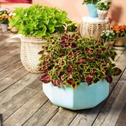 Buntnessel 'Ruby Road' Dunkelviolett-pink-grün, Topf-Ø 12 Cm, 6er-Set -Die grüne Ecke 0610180250 Solenostemon scut T12 Ruby Road 6er Set WS 4 93219