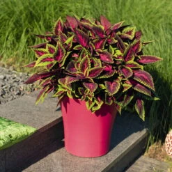 Buntnessel 'Ruby Road' Dunkelviolett-pink-grün, Topf-Ø 12 Cm, 6er-Set -Die grüne Ecke 0610180250 Solenostemon scut T12 Ruby Road 6er Set WS 5 93221