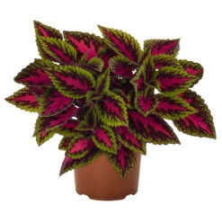 Buntnessel 'Ruby Road' Dunkelviolett-pink-grün, Topf-Ø 12 Cm, 6er-Set -Die grüne Ecke 0610180250 Solenostemon scut T12 Ruby Road 6er Set WS 6 93223