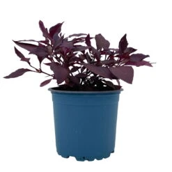 Papageienstrauch 'Little Romance', 6er-Set, Dunkelviolett-rot, Topf 12 Cm Ø -Die grüne Ecke 0610180265 Alternanthera T12 Little Romance 6er Set 11 95710