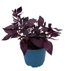 Papageienstrauch 'Little Romance', 6er-Set, Dunkelviolett-rot, Topf 12 Cm Ø -Die grüne Ecke 0610180265 Alternanthera T12 Little Romance 6er Set 12 95711