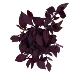 Papageienstrauch 'Little Romance', 6er-Set, Dunkelviolett-rot, Topf 12 Cm Ø -Die grüne Ecke 0610180265 Alternanthera T12 Little Romance 6er Set 13 95712