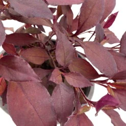 Papageienstrauch 'Little Romance', 6er-Set, Dunkelviolett-rot, Topf 12 Cm Ø -Die grüne Ecke 0610180265 Alternanthera T12 Little Romance 6er Set 14 95713