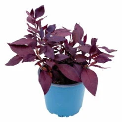 Papageienstrauch 'Little Romance', 6er-Set, Dunkelviolett-rot, Topf 12 Cm Ø -Die grüne Ecke 0610180265 Alternanthera T12 Little Romance 6er Set 2 95052