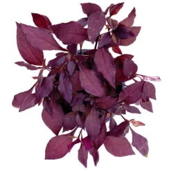 Papageienstrauch 'Little Romance', 6er-Set, Dunkelviolett-rot, Topf 12 Cm Ø -Die grüne Ecke 0610180265 Alternanthera T12 Little Romance 6er Set 3 95051