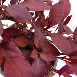 Papageienstrauch 'Little Romance', 6er-Set, Dunkelviolett-rot, Topf 12 Cm Ø -Die grüne Ecke 0610180265 Alternanthera T12 Little Romance 6er Set 4 95053