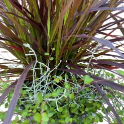 Lampenputzergras Mit Calocephalus Und Mühlenbeckia, Topf 23 Cm Ø -Die grüne Ecke 0610180267 KB Pennisetum Mixtopf T23 Rubrum Muehlenbeckia Calocephalus WS 4 95863