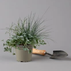 Mixtopf 'Silberstruktur', 3er-Set, Grau-silber, Topf 13 Cm Ø -Die grüne Ecke 0610180315 Mixtopf Silberstruktur T1213 Festuca Caloceph Dichondra 3er Set 2 125987