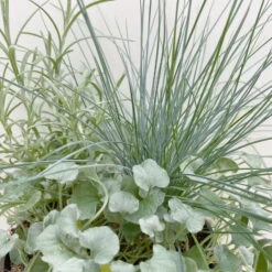 Mixtopf 'Silberstruktur', 3er-Set, Grau-silber, Topf 13 Cm Ø -Die grüne Ecke 0610180315 Mixtopf Silberstruktur T1213 Festuca Caloceph Dichondra 3er Set 4 125763