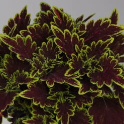 Buntnessel 'Bourbon Street' Dunkelrot-grün, Topf -Ø 12 Cm, 6er-Set -Die grüne Ecke 0610180337 coleus bourbon street 1 124150