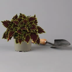 Buntnessel 'Bourbon Street' Dunkelrot-grün, Topf -Ø 12 Cm, 6er-Set -Die grüne Ecke 0610180337 coleus bourbon street 2 124149