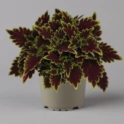 Buntnessel 'Bourbon Street' Dunkelrot-grün, Topf -Ø 12 Cm, 6er-Set -Die grüne Ecke 0610180337 coleus bourbon street 3 124151