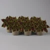 Buntnessel 'Bourbon Street' Dunkelrot-grün, Topf -Ø 12 Cm, 6er-Set -Die grüne Ecke 0610180337 coleus bourbon street 4 124147