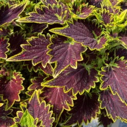 Buntnessel 'Bourbon Street' Dunkelrot-grün, Topf -Ø 12 Cm, 6er-Set -Die grüne Ecke 0610180337 coleus bourbon street 2 124152