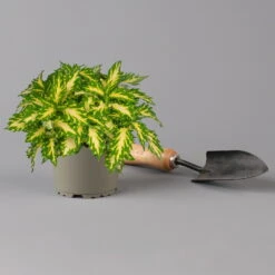 Buntnessel 'Palisade' Hellgrün-gelb, Topf -Ø 12 Cm, 6er-Set -Die grüne Ecke 0610180340 coleus palisade 1 124145