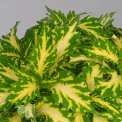 Buntnessel 'Palisade' Hellgrün-gelb, Topf -Ø 12 Cm, 6er-Set -Die grüne Ecke 0610180340 coleus palisade 3 124144