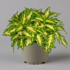 Buntnessel 'Palisade' Hellgrün-gelb, Topf -Ø 12 Cm, 6er-Set -Die grüne Ecke 0610180340 coleus palisade 4 124146