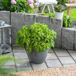 Buntnessel 'Palisade' Hellgrün-gelb, Topf -Ø 12 Cm, 6er-Set -Die grüne Ecke 0610180340 coleus palisade 2 124143