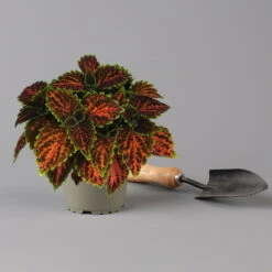 Buntnessel 'Magnificent Mile' Rot-braun-grün, Topf -Ø 12 Cm, 6er-Set -Die grüne Ecke 0610180341 coleus magnificent mile 2 124139