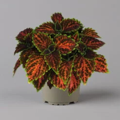 Buntnessel 'Magnificent Mile' Rot-braun-grün, Topf -Ø 12 Cm, 6er-Set -Die grüne Ecke 0610180341 coleus magnificent mile 3 124140