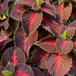 Buntnessel 'Magnificent Mile' Rot-braun-grün, Topf -Ø 12 Cm, 6er-Set -Die grüne Ecke 0610180341 coleus magnificent mile 124138