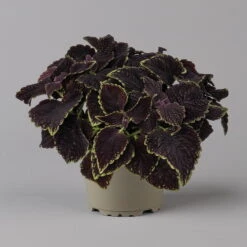 Buntnessel 'Abbey Road' Dunkelrot-grün, Topf-Ø 12 Cm, 6er-Set -Die grüne Ecke 0610180342 coleus abbey road 1 124136