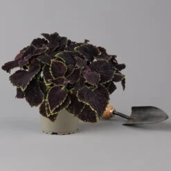 Buntnessel 'Abbey Road' Dunkelrot-grün, Topf-Ø 12 Cm, 6er-Set -Die grüne Ecke 0610180342 coleus abbey road 3 124134