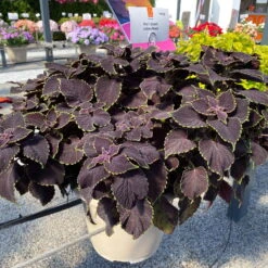 Buntnessel 'Abbey Road' Dunkelrot-grün, Topf-Ø 12 Cm, 6er-Set -Die grüne Ecke 0610180342 coleus abbey road 1 124135