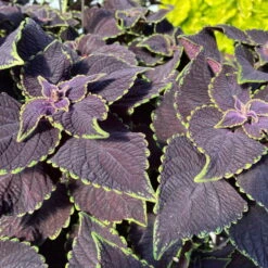 Buntnessel 'Abbey Road' Dunkelrot-grün, Topf-Ø 12 Cm, 6er-Set -Die grüne Ecke 0610180342 coleus abbey road 2 124133