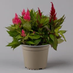Celosia 'Kelos Fire Karneval' Orange-gelb-rot, Topf-Ø 20 Cm -Die grüne Ecke 0610240048 Celosia Kelos Fire T20 Karneval H35 1 125437