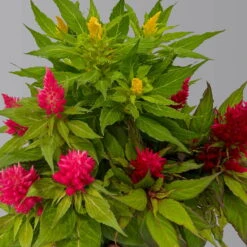 Celosia 'Kelos Fire Karneval' Orange-gelb-rot, Topf-Ø 20 Cm -Die grüne Ecke 0610240048 Celosia Kelos Fire T20 Karneval H35 3 125438