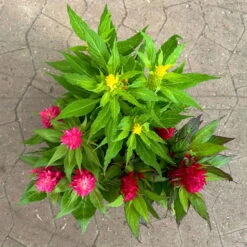 Celosia 'Kelos Fire Karneval' Orange-gelb-rot, Topf-Ø 20 Cm -Die grüne Ecke 0610240048 Celosia Kelos Fire T20 Karneval H35 10 125400