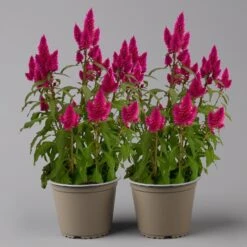 Federbusch 'Deep Purple' Lila, Topf-Ø 17 Cm, 2er-Set -Die grüne Ecke 0610240063 Celosia argentea T17 Deep Purple 2er Set 1 125396