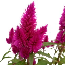 Federbusch 'Deep Purple' Lila, Topf-Ø 17 Cm, 2er-Set -Die grüne Ecke 0610240063 Celosia argentea T17 Deep Purple 2er Set 2 125398