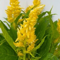 Celosia 'Kelos Fire Yellow' Gelb. Topf-Ø 12 Cm, 6er-Set -Die grüne Ecke 0610240072 Celosia argentea T12 6er Set gelb Kelos Fire Yellow 4 113289 1