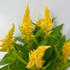 Celosia 'Kelos Fire Yellow' Gelb. Topf-Ø 12 Cm, 6er-Set -Die grüne Ecke 0610240072 Celosia argentea T12 6er Set gelb Kelos Fire Yellow 5 113290 1