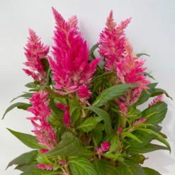 Celosia 'Kelos Fire Pink' Pink, Topf-Ø 12 Cm, 6er-Set -Die grüne Ecke 0610240073 Celosia argentea T12 6er Set pink Kelos Fire Pink 4 113292