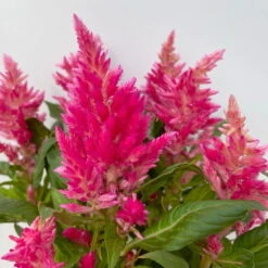 Celosia 'Kelos Fire Pink' Pink, Topf-Ø 12 Cm, 6er-Set -Die grüne Ecke 0610240073 Celosia argentea T12 6er Set pink Kelos Fire Pink 5 113291 1