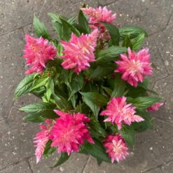 Celosia 'Kelos Fire Pink' Pink, Topf-Ø 12 Cm, 6er-Set -Die grüne Ecke 0610240073 Celosia argentea T12 6er Set pink Kelos Fire Pink 6 1 123643 1