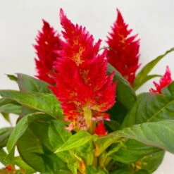 Celosia 'Kelos Fire Red' Rot, Topf-Ø 12 Cm, 6er-Set -Die grüne Ecke 0610240074 Celosia argentea T12 6er Set rot Kelos Fire Red 4 113293