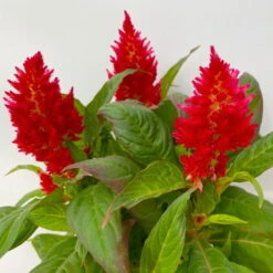 Celosia 'Kelos Fire Red' Rot, Topf-Ø 12 Cm, 6er-Set -Die grüne Ecke 0610240074 Celosia argentea T12 6er Set rot Kelos Fire Red 5 113294