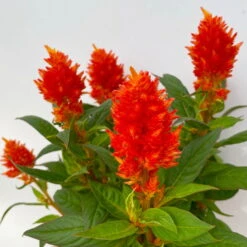Celosia 'Kelos Fire Orange' Orange, Topf-Ø 17 Cm, 2er-Set -Die grüne Ecke 0610240075 Celosia argentea T12 6er Set orange Kelos Fire Orange 5 113296