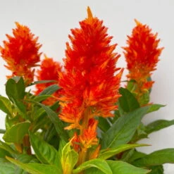 Celosia 'Kelos Fire Orange' Orange, Topf-Ø 12 Cm, 6er-Set -Die grüne Ecke 0610240075 Celosia argentea T12 6er Set orange Kelos Fire Orange 6 113295 1